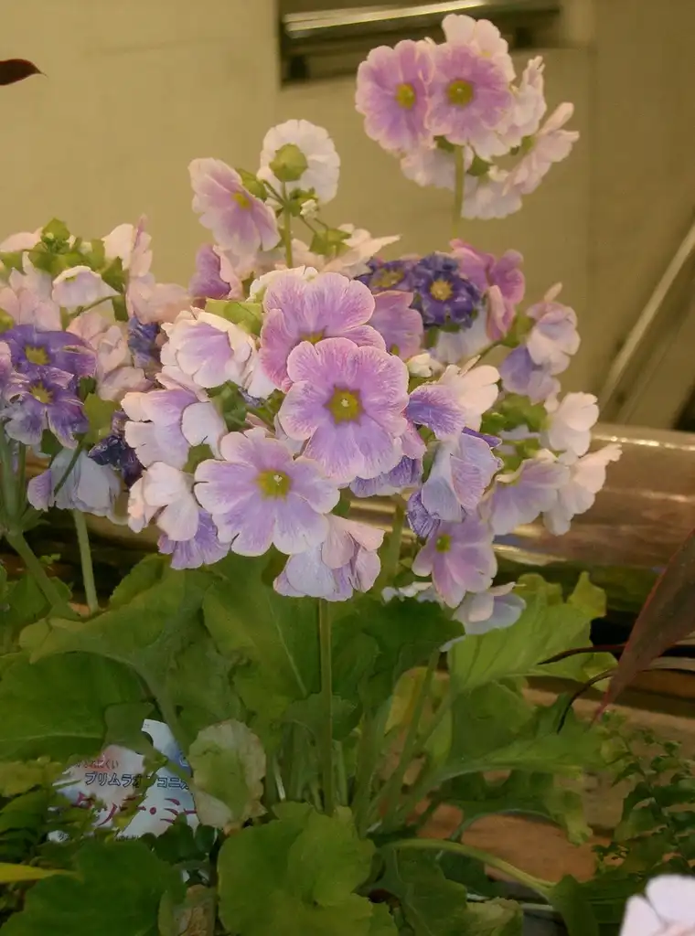 Foto de Primula obconica (Primula obconicas)