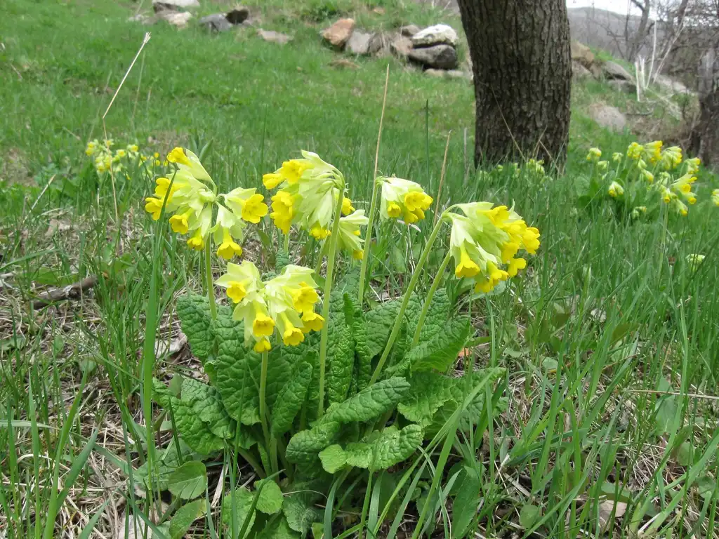 Photo of Primula veris (Primula veriss)