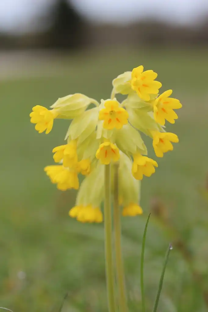 Photo of Primula veris (Primula veriss)