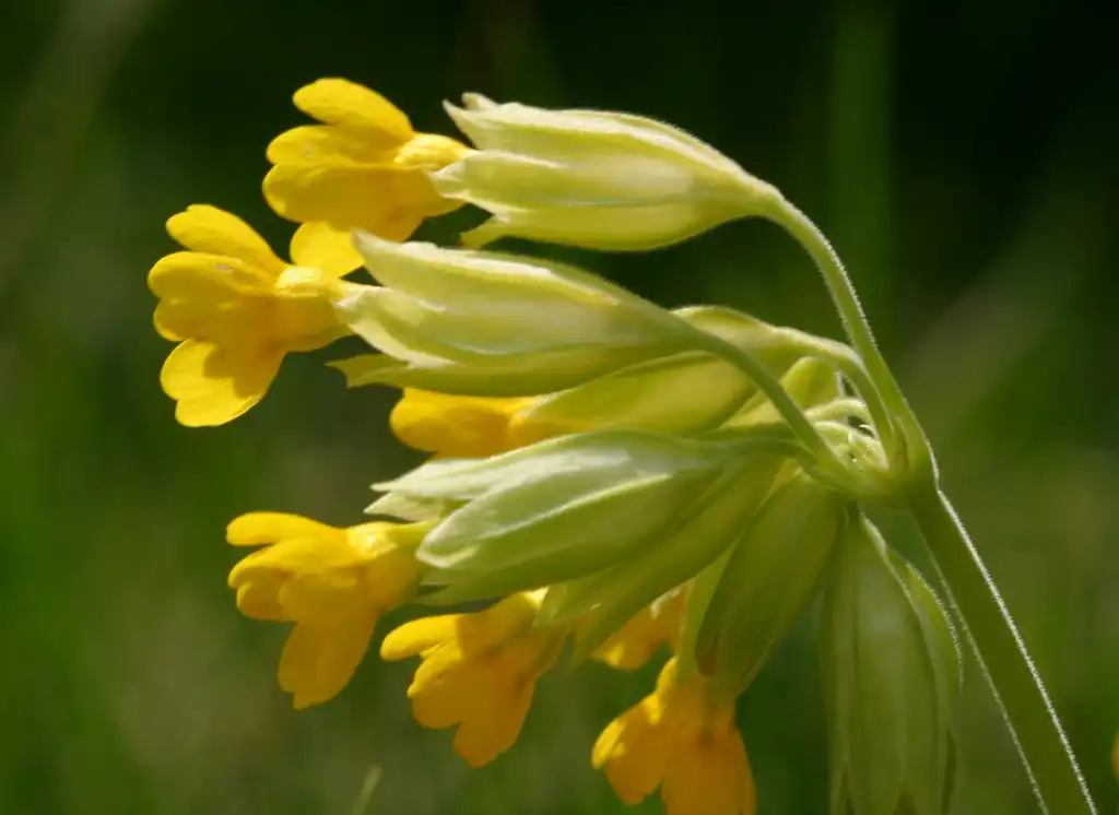 Photo of Primula veris - Flower stem:Enrico Blasutto