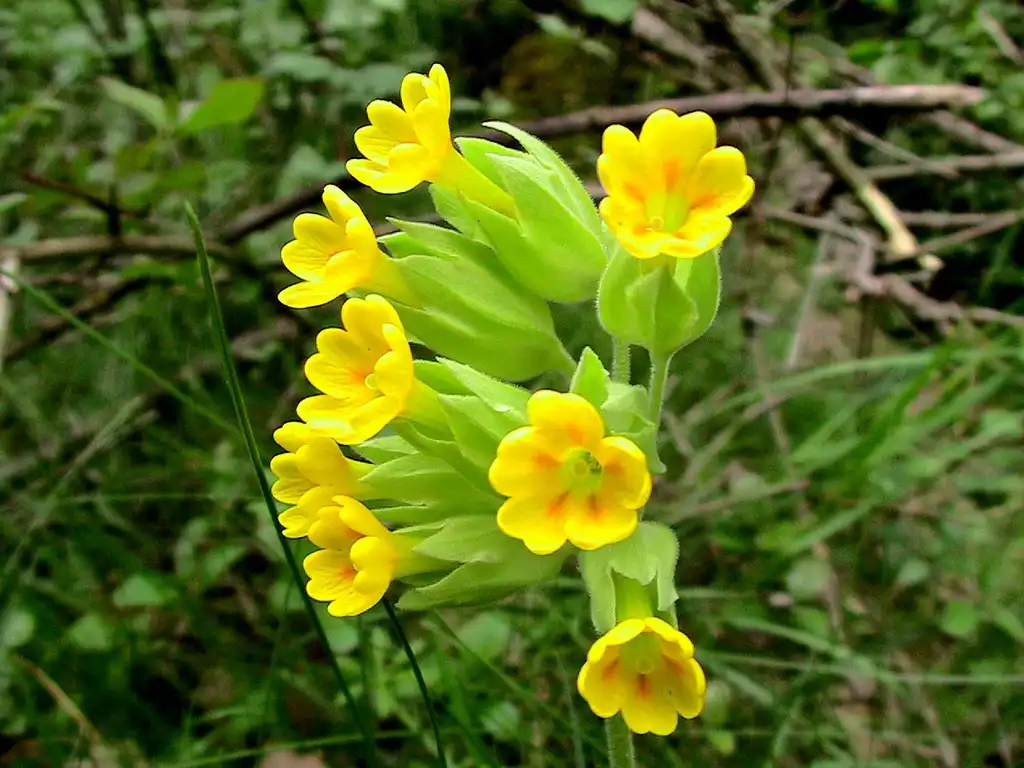 Photo of Primula veris - Flower and leaves:Isidre blanc