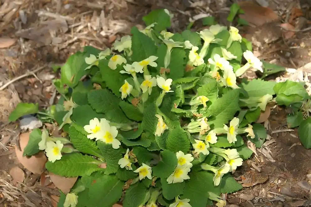 Фото Primula vulgaris (Primula vulgariss)