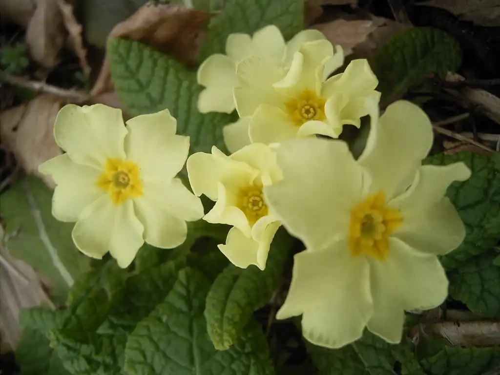 Фото Primula vulgaris (Primula vulgariss)