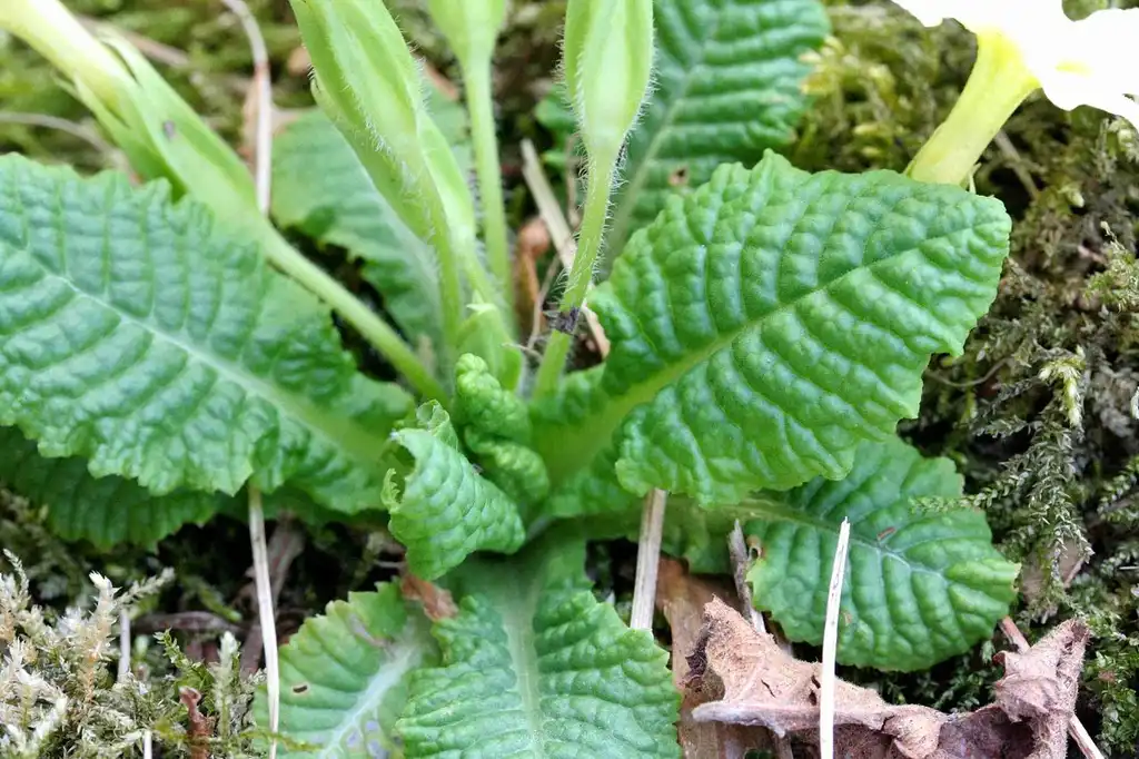 Фото Primula vulgaris - Leaves:Enrico Blasutto