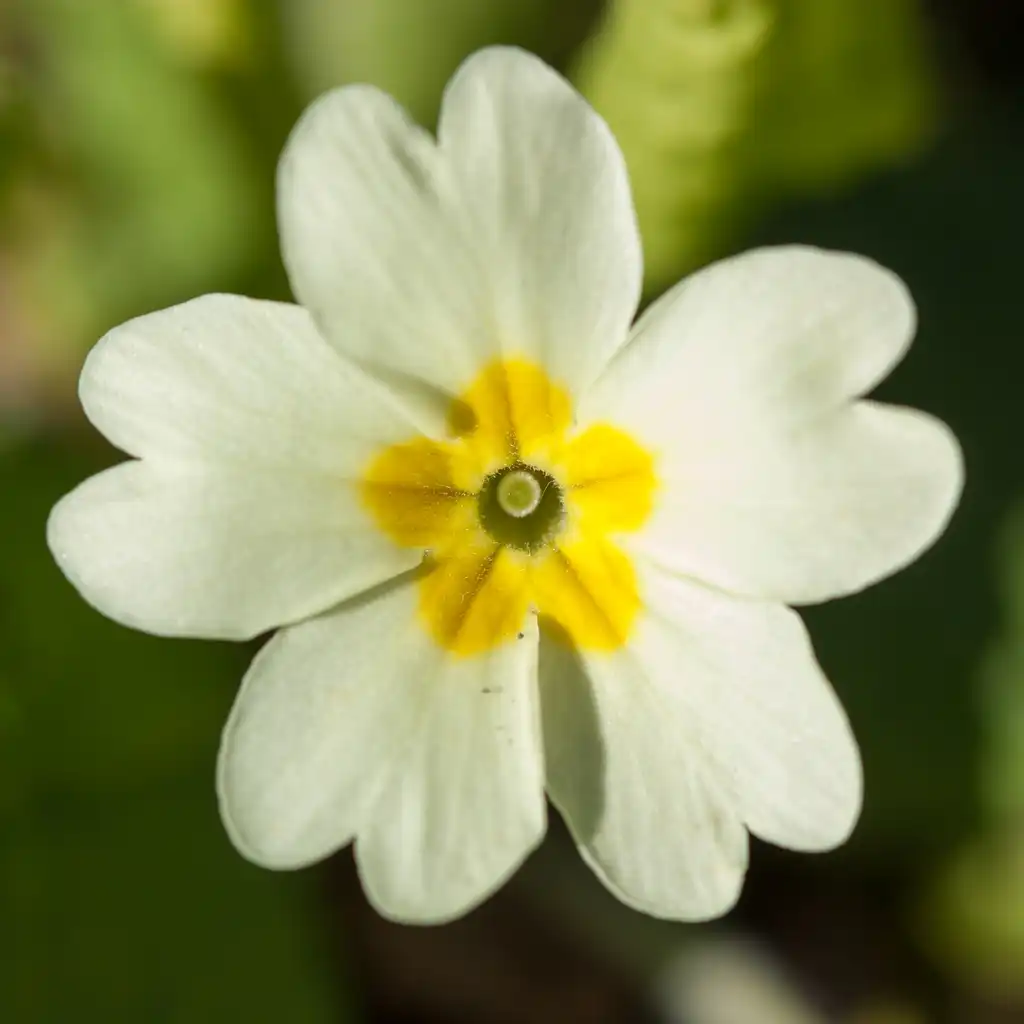 Фото Primula vulgaris - Flower close-up:LeCardinal