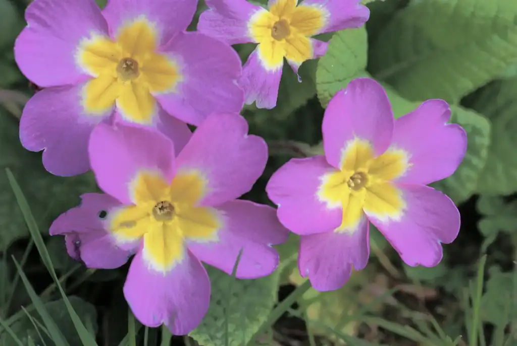 Фото Primula vulgaris - Purple flowers:JP Hamon