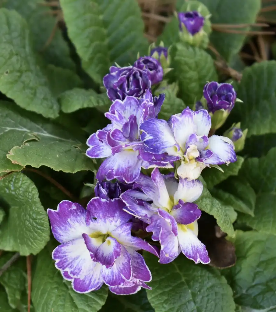 Фото Primula vulgaris - 'Belarina Lively Lilac' Flowers (Wake County,NC):Cathy Dewitt