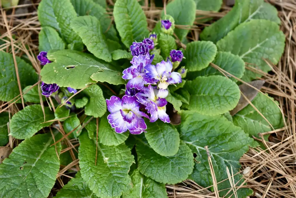 Фото Primula vulgaris - 'Belarina Lively Lilac' Form (Wake County,NC):Cathy Dewitt