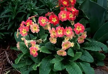 Photo of Primula x polyantha (Primula x polyanthas)
