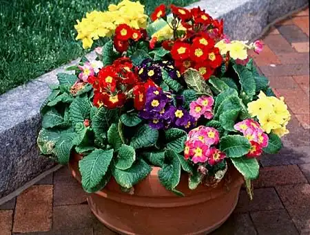 Photo of Primula x polyantha (Primula x polyanthas)