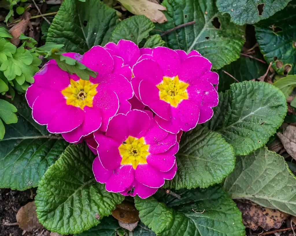 Photo of Primula (Primulas)