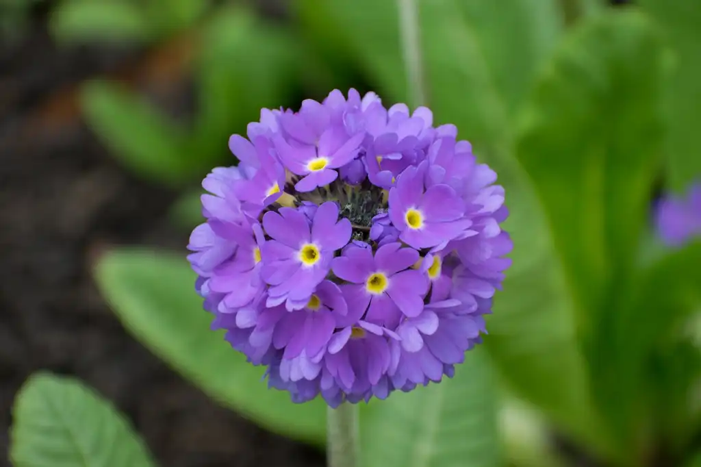 Photo of Primula (Primulas)