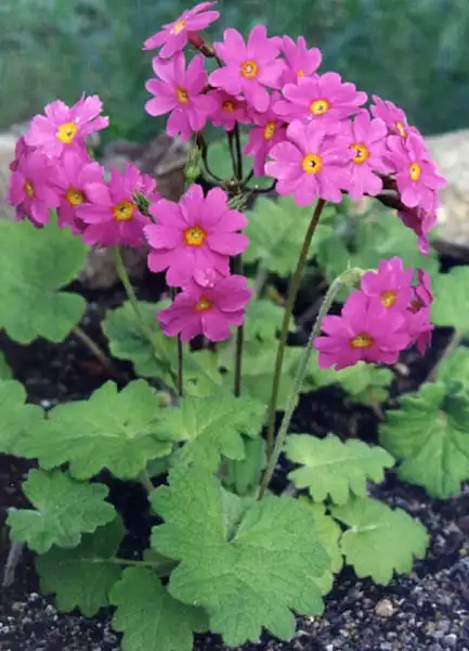 Photo of Primula - Full form:Ghislain118