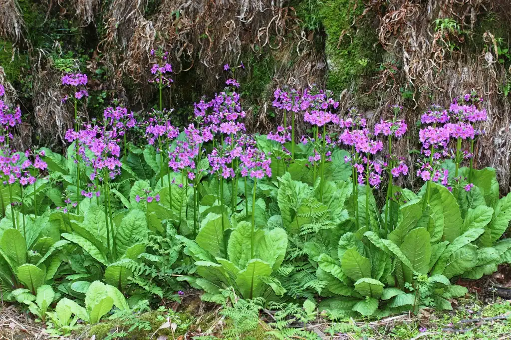 Photo of Primula - Form:Alpsdake