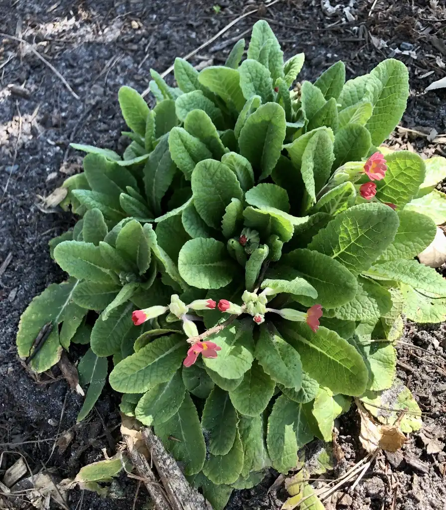 Photo of Primula - Form (Wake County,NC)-Early Spring:Cathy Dewitt