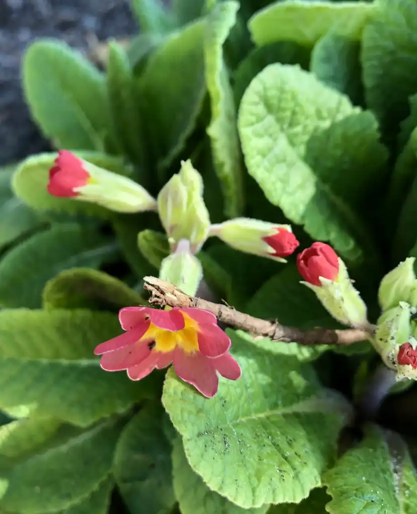 Photo of Primula - Flowers and buds (Wake County, NC)-Early Spring:Cathy Dewitt