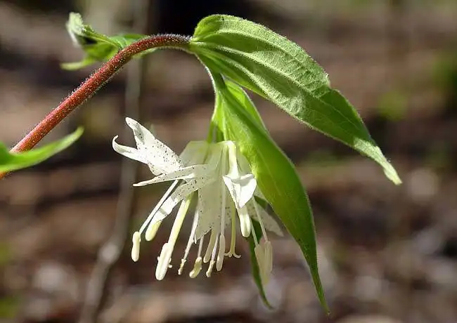 Foto de Prosartes maculata (Prosartes maculatas)