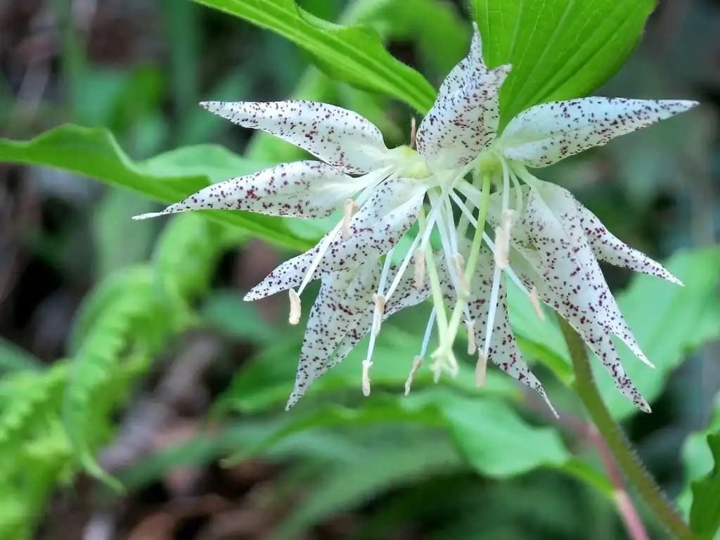 Foto de Prosartes maculata (Prosartes maculatas)