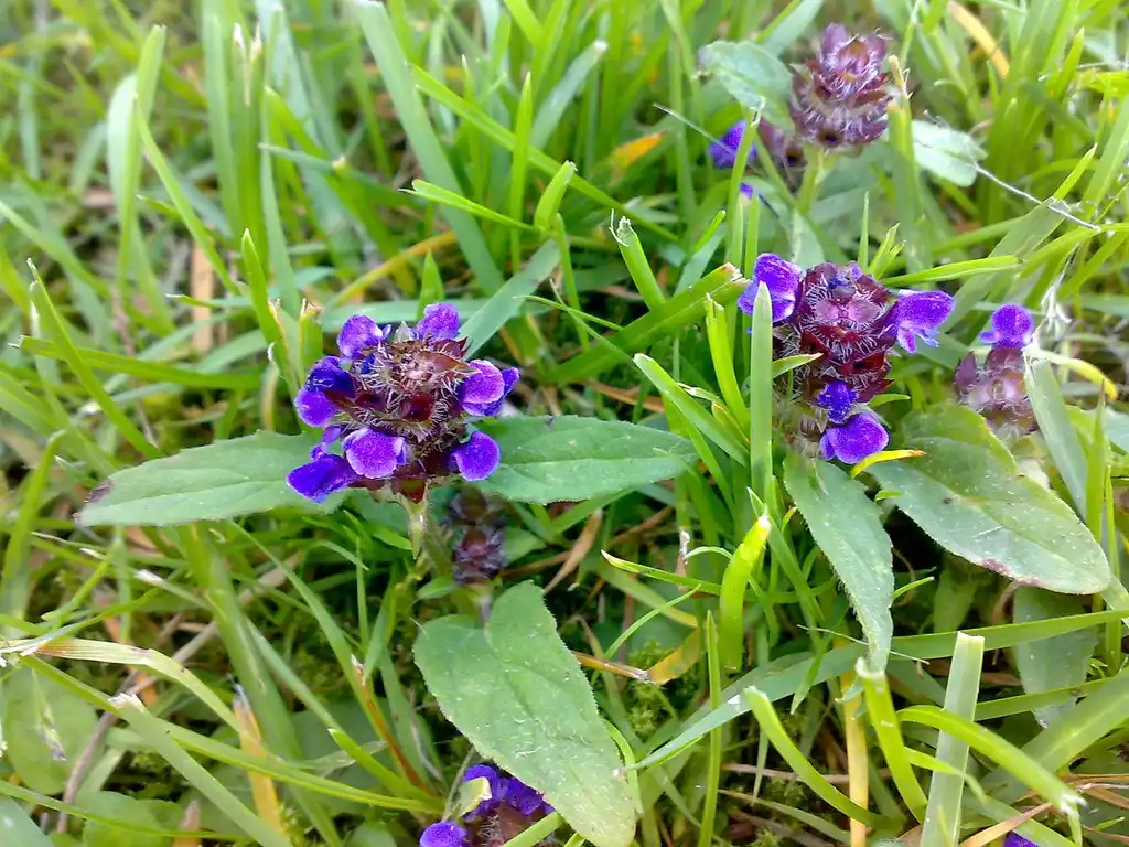 Photo of Prunella vulgaris (Prunella vulgariss)