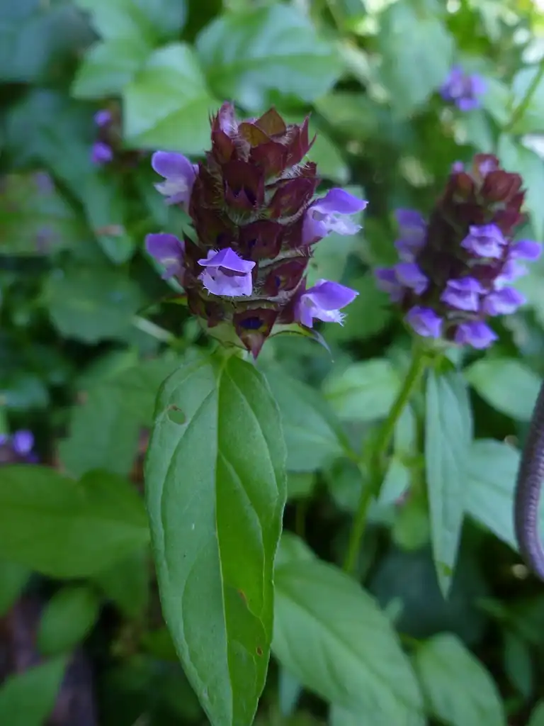 Photo of Prunella vulgaris (Prunella vulgariss)