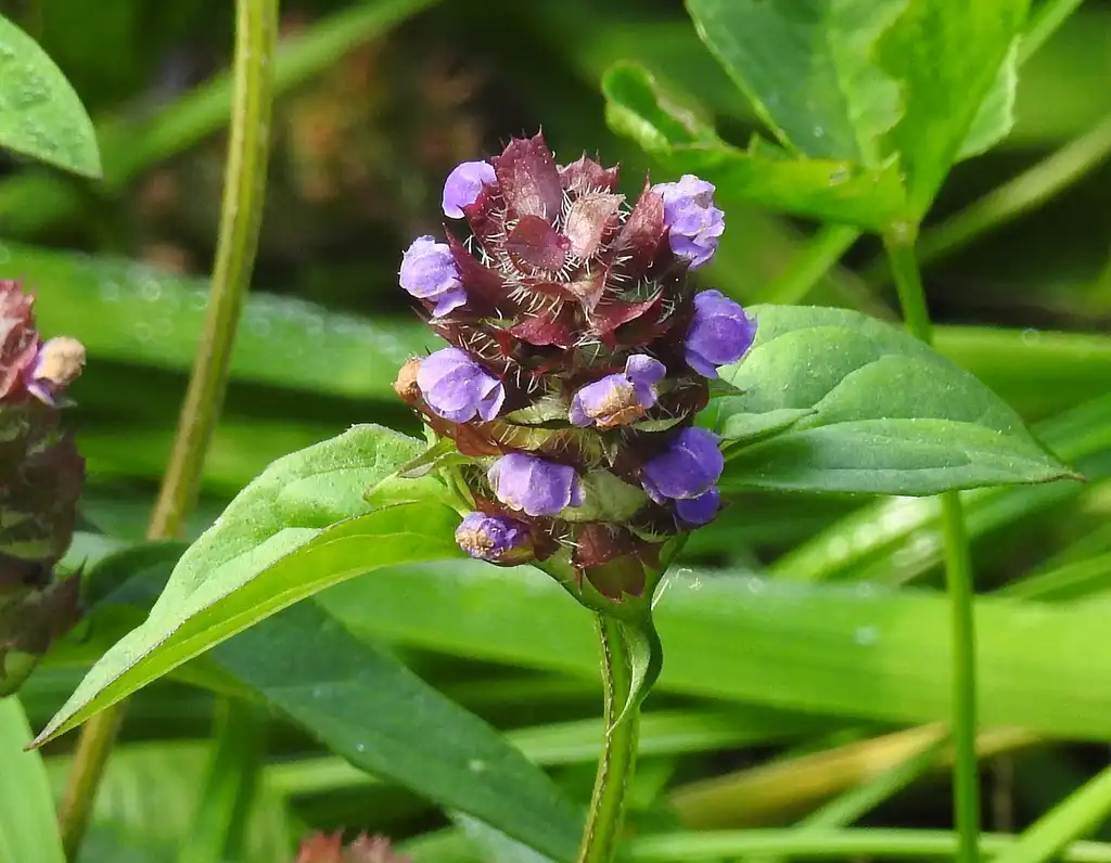 Photo of Prunella vulgaris - Prunella vulgaris:Robert Flogaus-Faust
