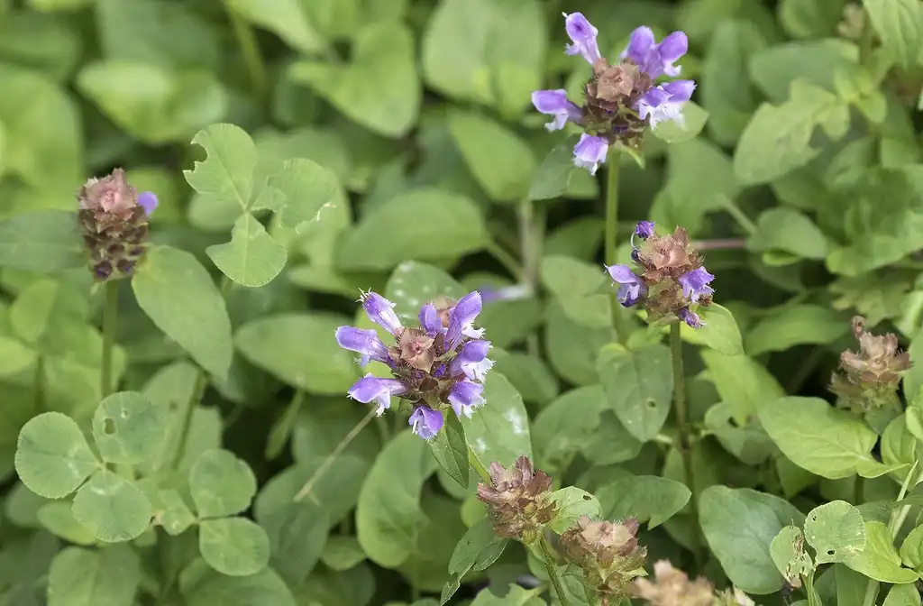 Photo of Prunella vulgaris - Prunella vulgaris:Zeynel Cebeci