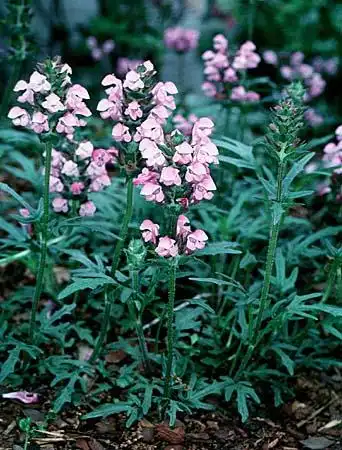 Photo of Prunella webbiana (Prunella webbianas)