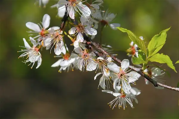 Photo of Prunus americana (Prunus americanas)