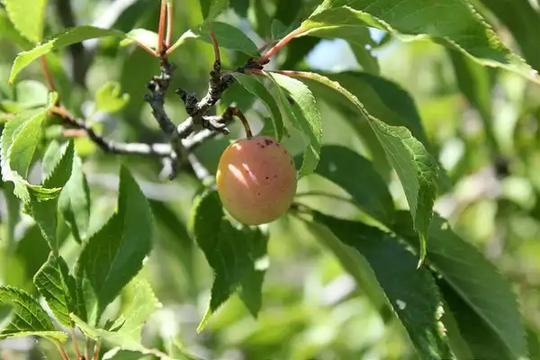 Photo of Prunus americana (Prunus americanas)