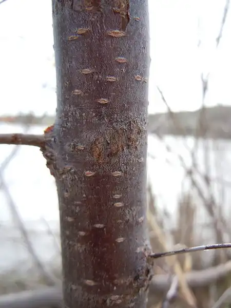 Photo of Prunus americana - Prunus americana:Matt Lavin