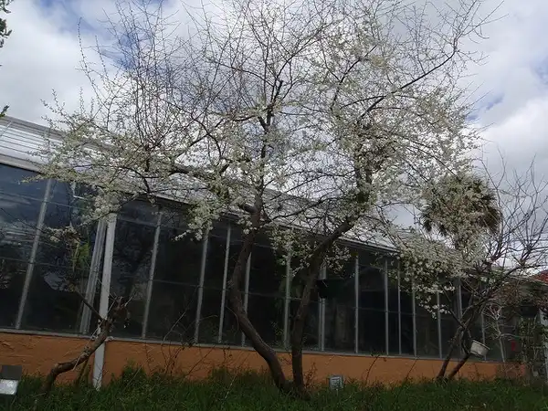 Foto de Prunus angustifolia (Prunus angustifolias)