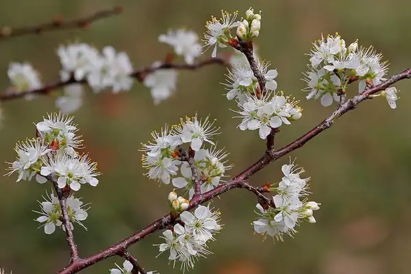 Foto de Prunus angustifolia (Prunus angustifolias)