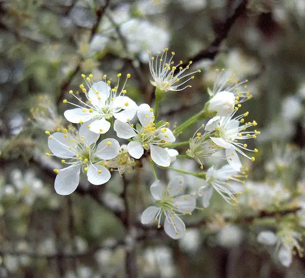 Foto de Prunus angustifolia - :Homer Edward Price