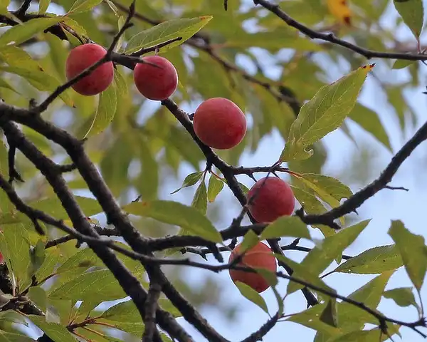 Foto de Prunus angustifolia - :Mary Keim