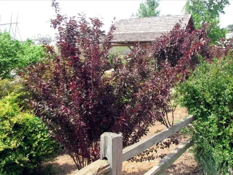 Foto de Prunus angustifolia - 'Purple Pride' Form:Jim Robbins