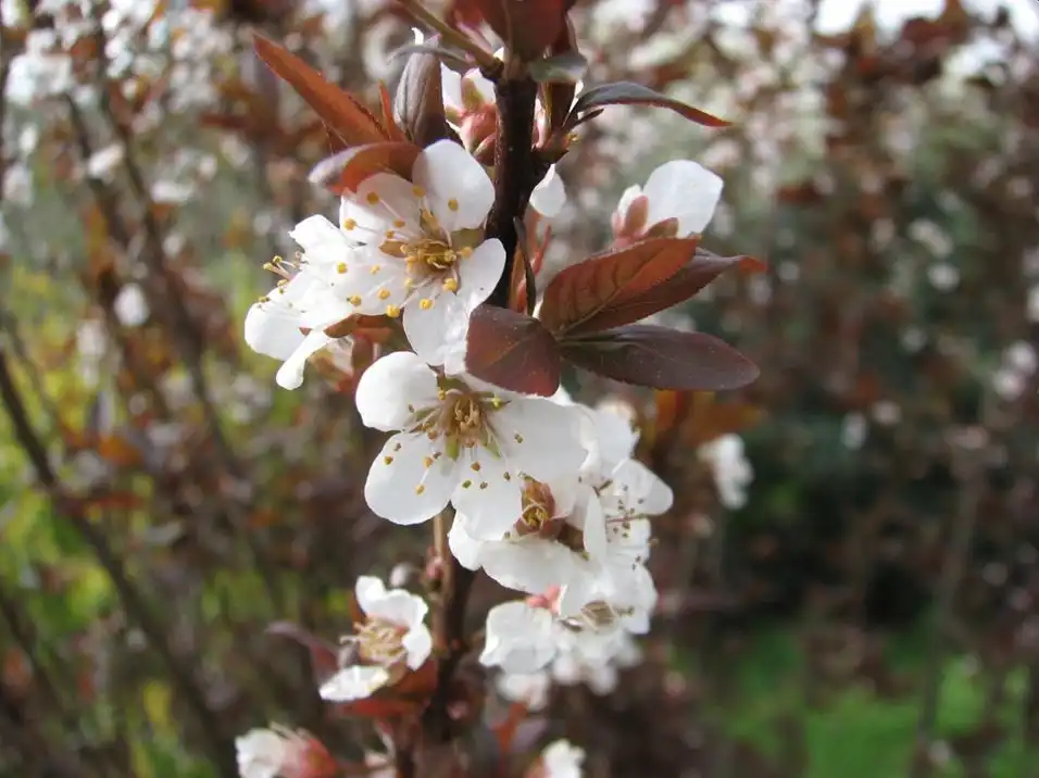 Foto de Prunus angustifolia - 'Purple Pride' Flower and Leaves:Jim Robbins