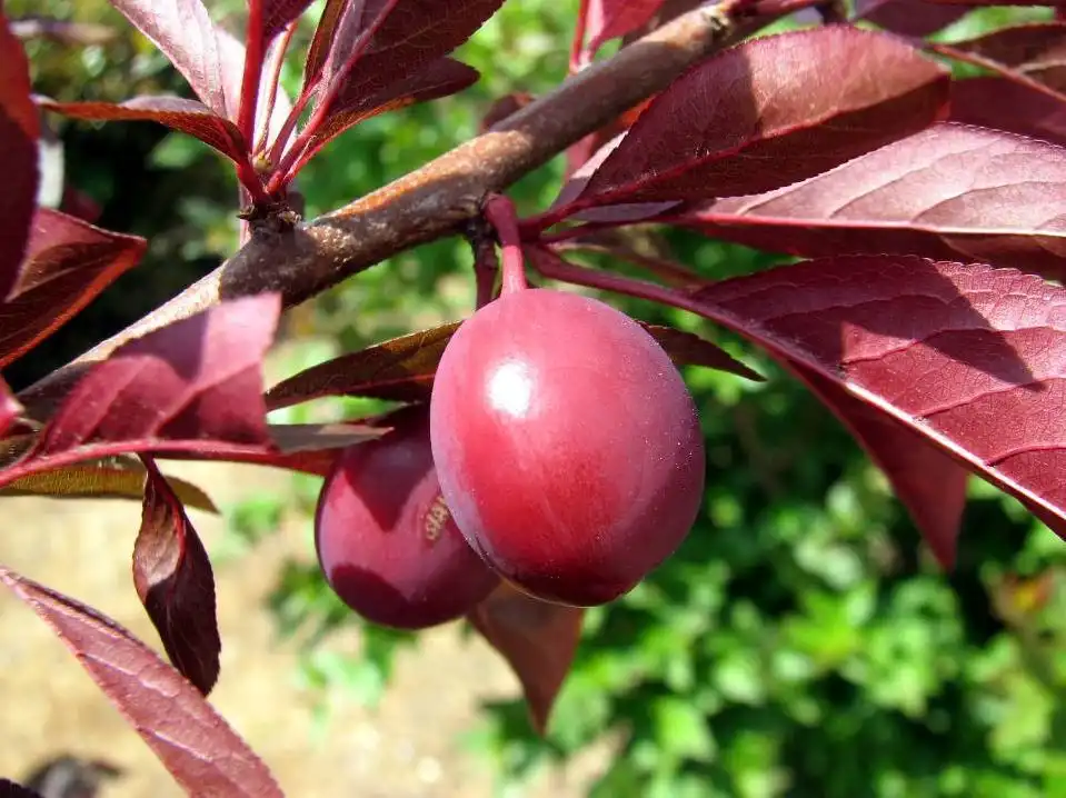 Foto de Prunus angustifolia - 'Purple Pride' Fruit:Jim Robbins