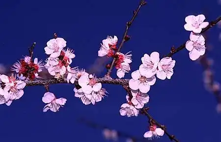 Foto de Prunus armeniaca (Prunus armeniacas)