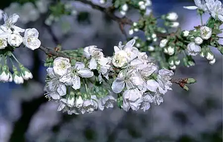Photo of Prunus avium (Prunus aviums)