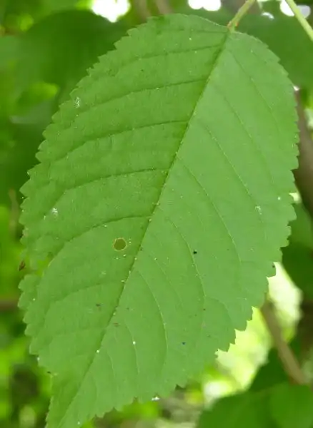 Photo of Prunus avium (Prunus aviums)