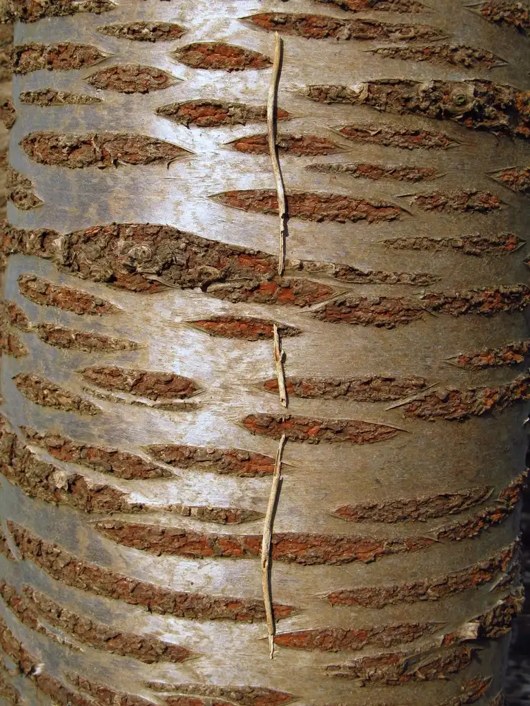 Photo of Prunus avium - Bark:Hans Martin Scheibner