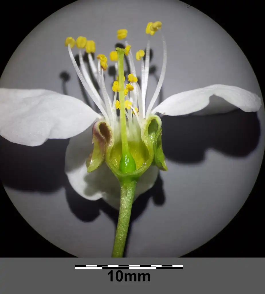 Photo of Prunus avium - Flower:Stefan Lefnaer