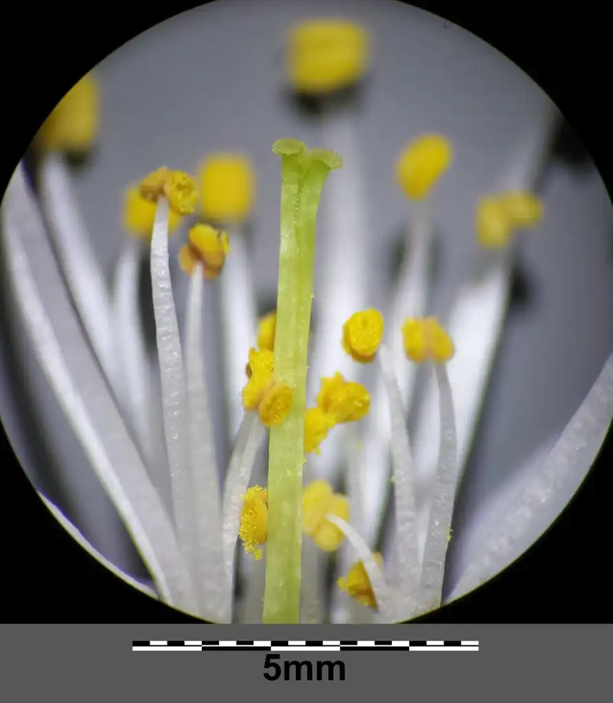 Photo of Prunus avium - Flower:Stefan Lefnaer