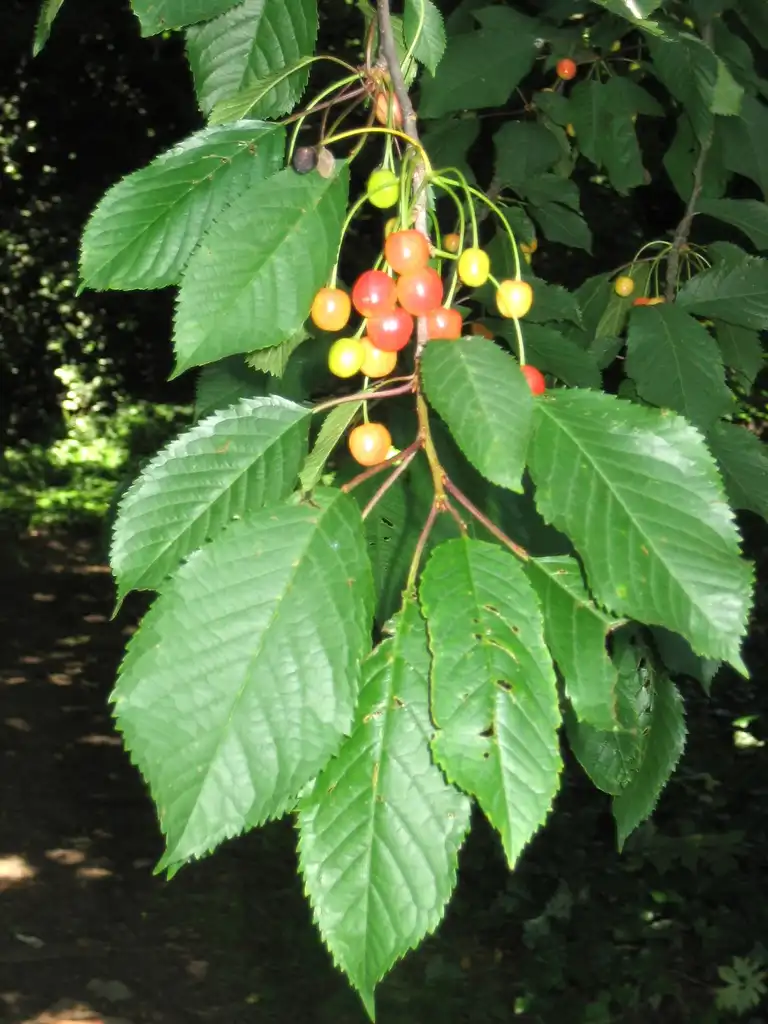 Photo of Prunus avium - Fruit:MBF