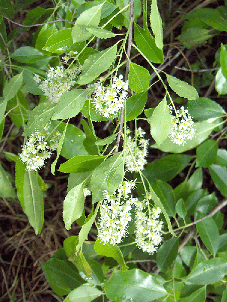 Photo of Prunus caroliniana (Prunus carolinianas)