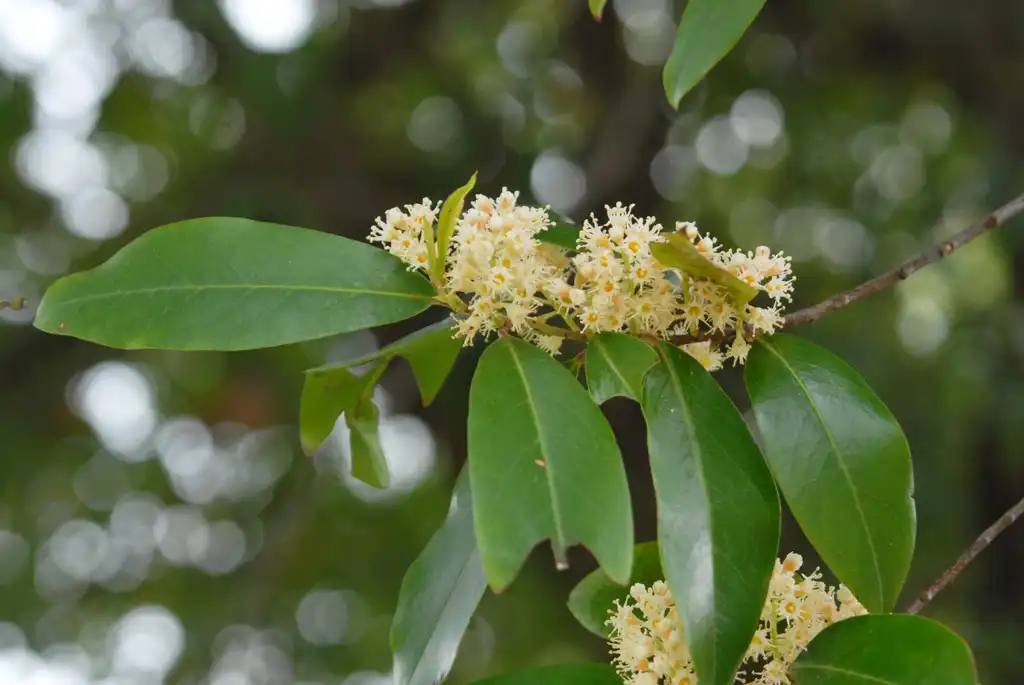 Photo of Prunus caroliniana (Prunus carolinianas)