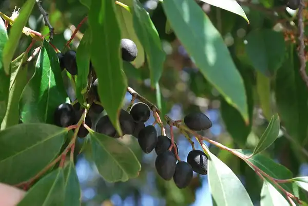 Photo of Prunus caroliniana - Mature drupes (fruit):Bri Weldon