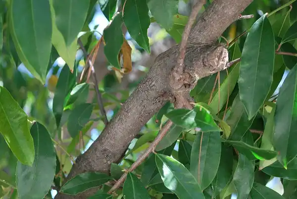 Photo of Prunus caroliniana - Leaves:Bri Weldon
