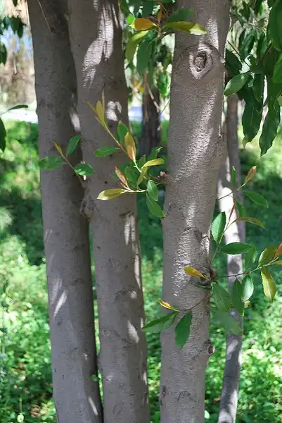 Photo of Prunus caroliniana - Trunk:Bri Weldon