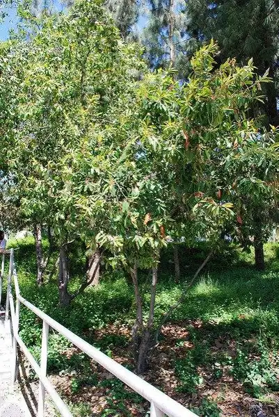 Photo of Prunus caroliniana - Form:Bri Weldon